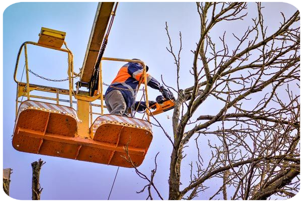 Podas en Altura Madid Podas de altura