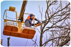Podas en Altura Madid Podas de altura