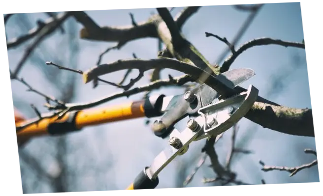 Mantenimiento de jardines