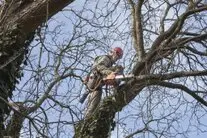 Poda de árboles en Altura Zaragoza Poda y tala de árboles Zaragoza