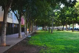 Poda de árboles y mantenimiento Zaragoza