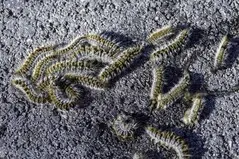 Tala y poda en altura Zaragoza Tala y poda en altura Zaragoza