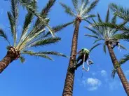 Podas en altura de árboles y palmeras Zaragoza Podas en altura de árboles