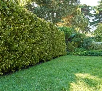 Talas y podas en altura Zaragoza