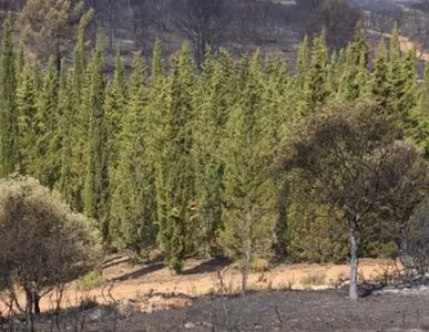 Talas y podas de altura Zaragoza Talas y podas de altura Zaragoza